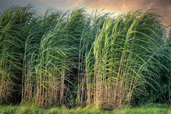 Sugarcane